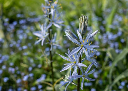 Camassia leichtlinii - 3 bulbs