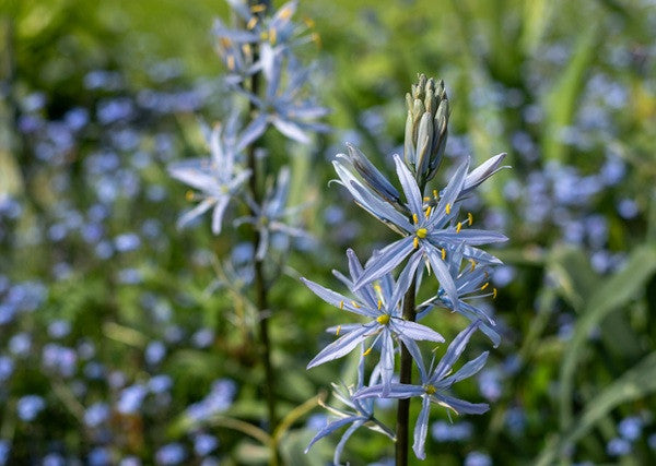 Camassia quamash - 10 bulbs