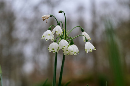 Leucojum aestivum 'Giant Snowflakes' - 10 bulbs