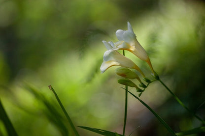 Freesia refracta (mixed) - 5 bulbs