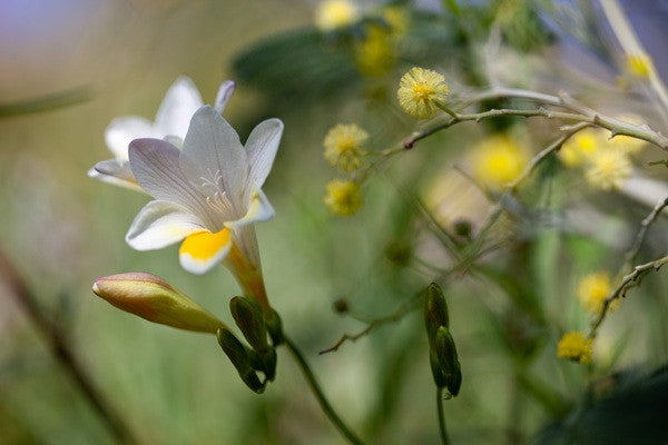 Freesia refracta (mixed) - 5 bulbs