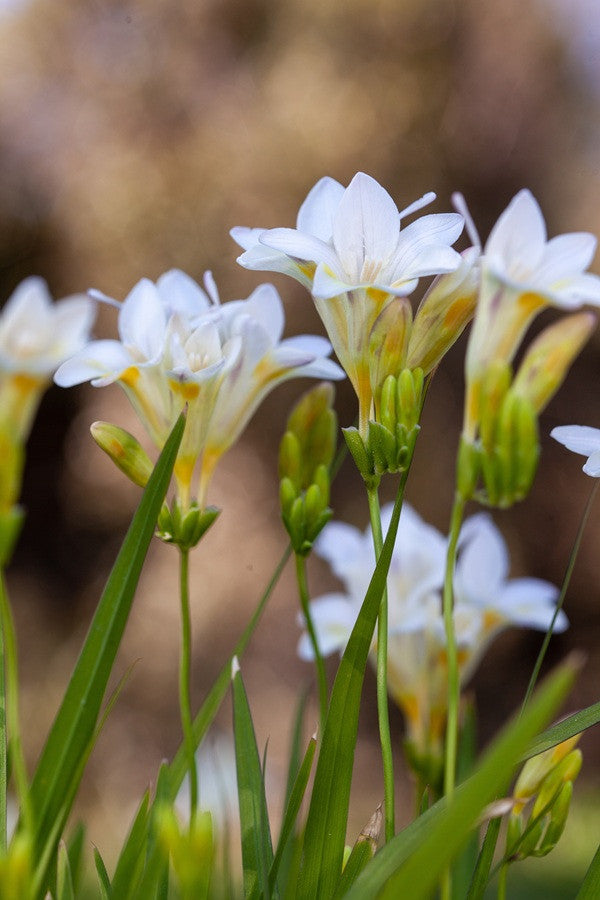 Freesia refracta (mixed)