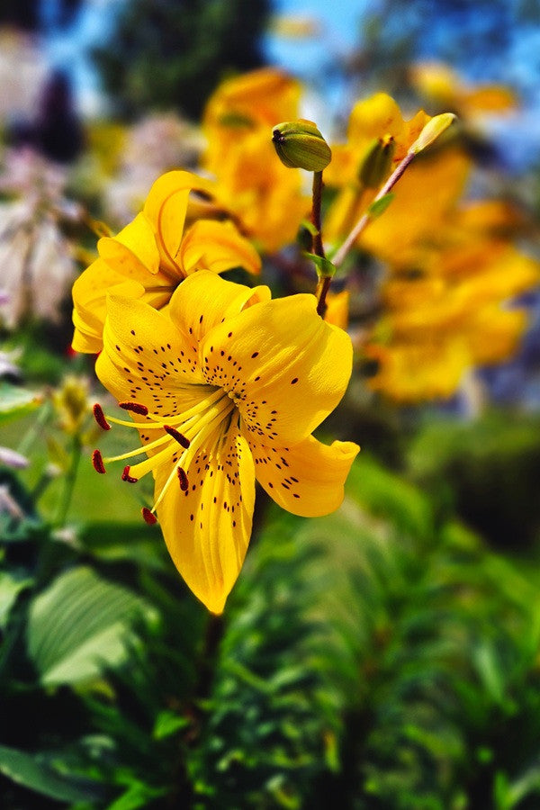 tiger lily botanical name Yellow TigerLily – The Southern Bulb Co
