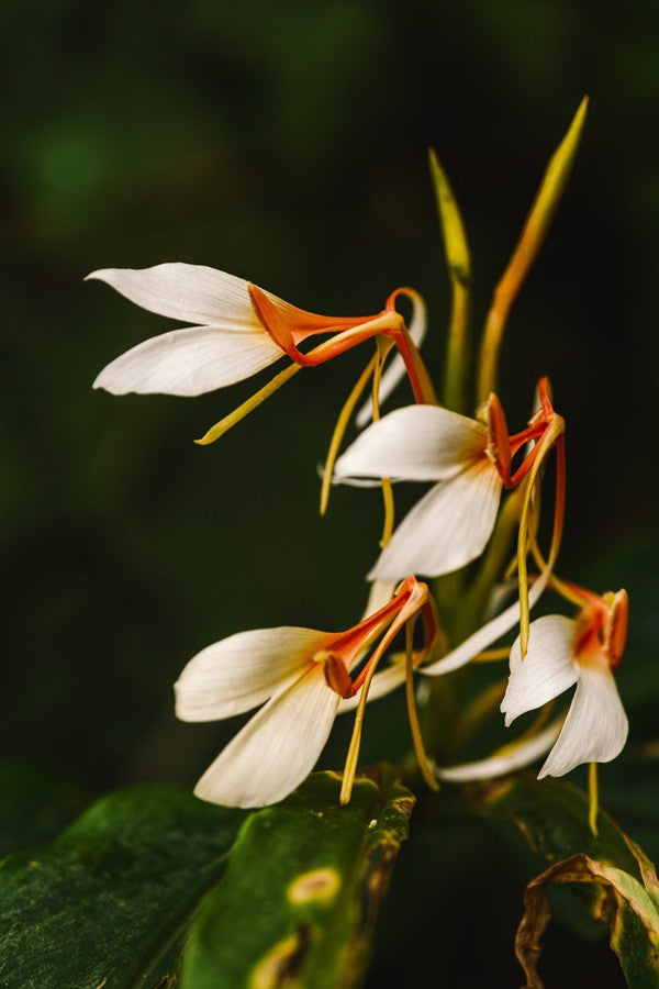 Hedychium speciosum (Showy Ginger Lily) -  3 bulbs