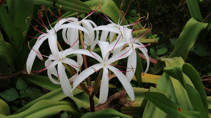 Crinum americanum (native) - "Swamp Lily" - 1 Bulb