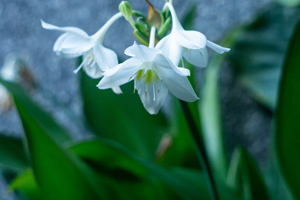 eucharis lily flower Amazon lily - Eucharis amazonica grandiflora