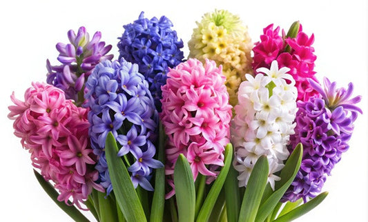 Hyacinthus Hyacinth White - 5 bulbs