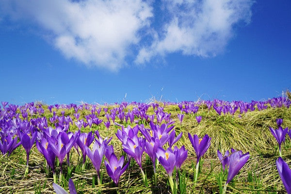 Crocus Sativus "Saffron" - 10 bulbs