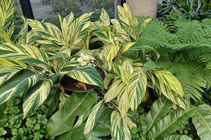 Zingiber zerumbet ‘Variegata’ - 3 bulbs