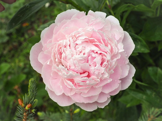 Peony 'Alertie' - 1 root crown