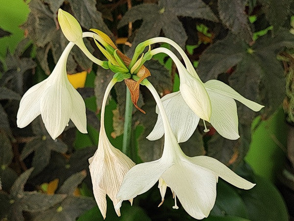 Amazon lily - Eucharis amazonica grandiflora - 5 bulbs