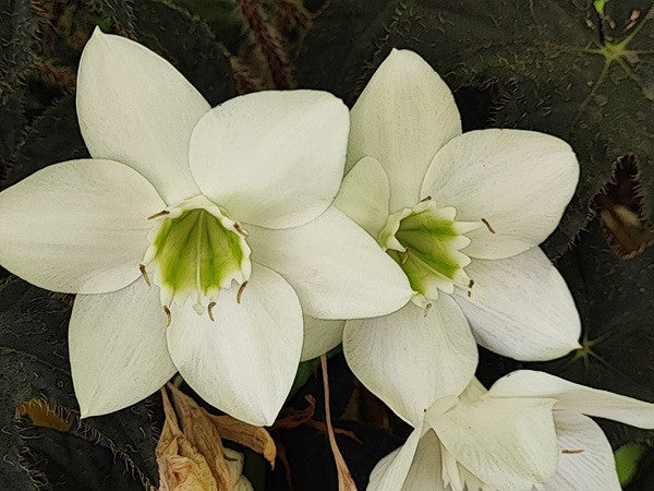 amazon white lily Amazon lily - Eucharis amazonica grandiflora