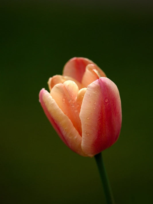 Tulipa 'Apricot Foxx' - 5 bulbs
