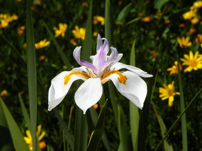 Dietes vegeta "African Iris"-  5 bulbs