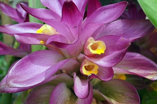 Curcuma aeruginosa 'Indian Surprise' - 3 bulbs