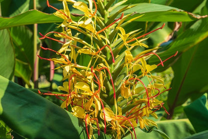 Hedychium gardnerianum (Kahili Ginger Lily)- 3  bulbs
