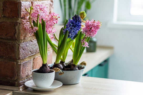 hyacinth indoor or outdoor plant Hyacinthus Hyacinth Purple 'Splendid Cornelia'