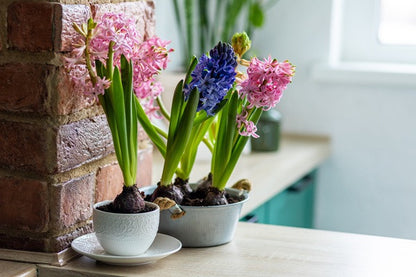 Hyacinthus Hyacinth Blue 'Delft Blue' - 5 bulbs