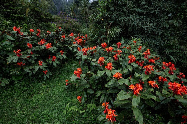 Hedychium greenii (Red Leaf Ginger Lily)-  3 bulbs