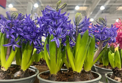Hyacinthus Hyacinth Purple 'Splendid Cornelia' - 5 bulbs