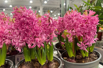 Hyacinthus Hyacinth Pink 'Fondant' - 5 bulbs