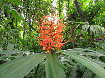 Hedychium aurantiacum (Orange Ginger Lily)	 -  3 bulbs