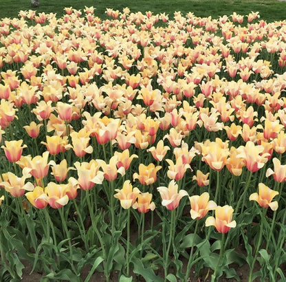 Tulipa 'Blushing Beauty' - 5 bulbs