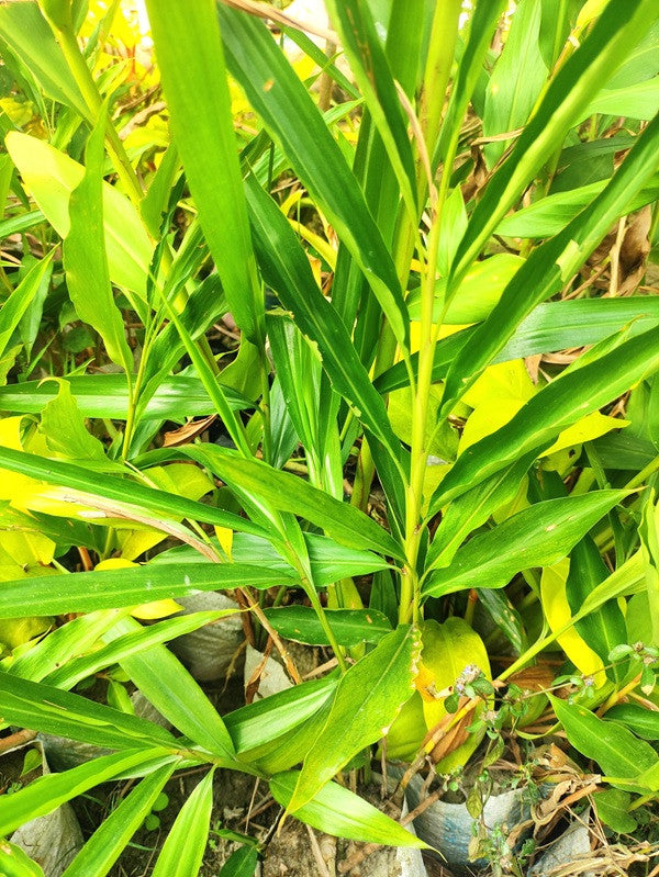 Zingiber officinale (Common Ginger) - 3 bulbs