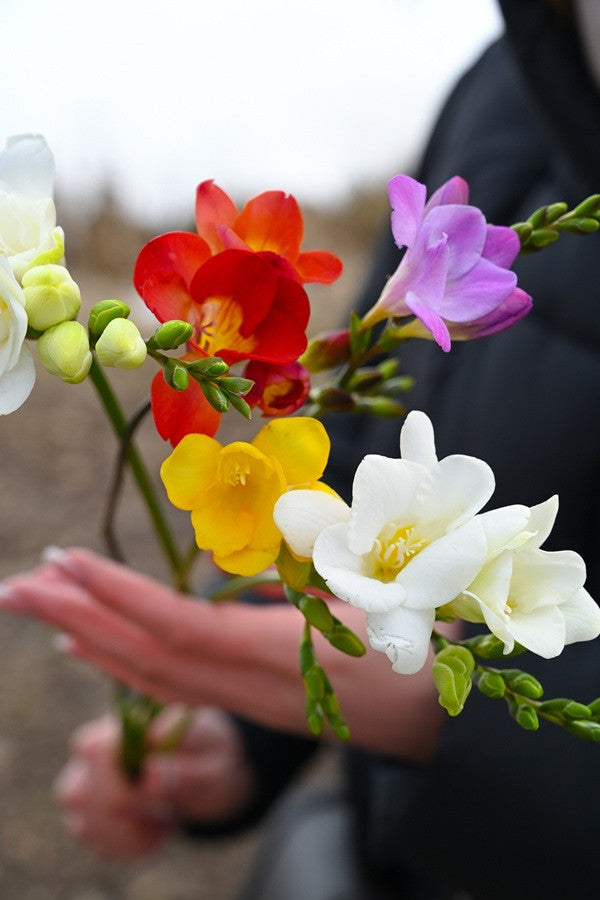 Freesia refracta (mixed)
