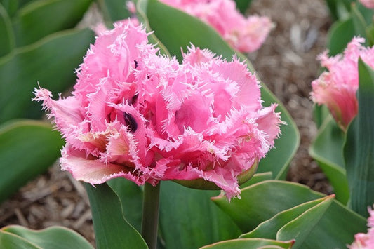 Tulipa 'Cairns' - 5 bulbs