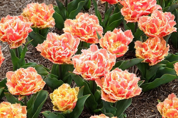Tulipa 'Brisbane' - 5 bulbs