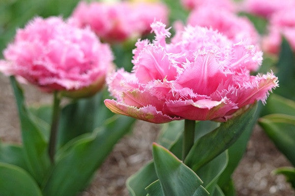 Tulipa 'Cairns' - 5 bulbs