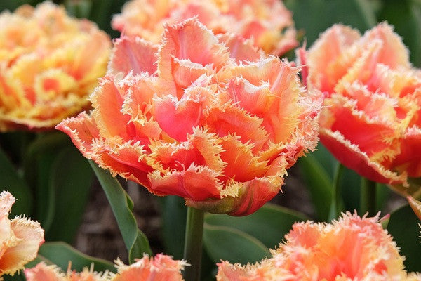 Tulipa 'Brisbane' - 5 bulbs