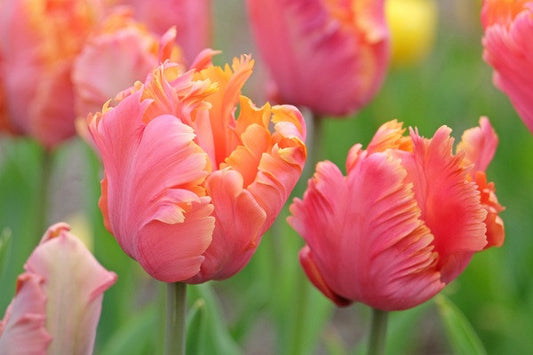 Tulipa 'Amazing Parrot' - 5 bulbs