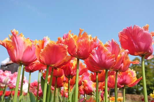 Tulipa 'Amazing Parrot' - 5 bulbs