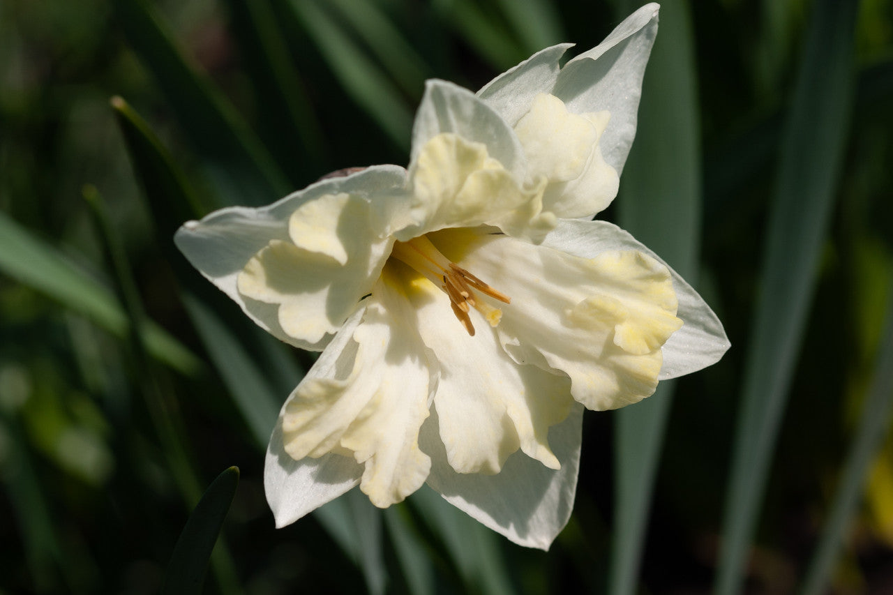 Daffodil 'Cassata' - 5 bulbs