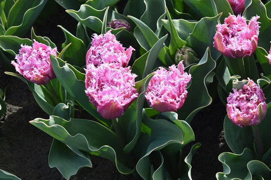 Tulipa 'Newcastle' - 5 bulbs