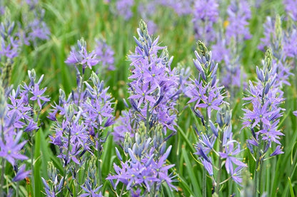 Camassia quamash - 10 bulbs