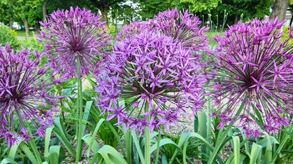 Allium christophii 'Star of Persia' - 5 bulbs
