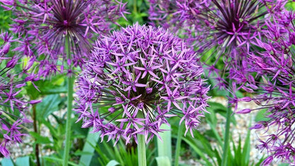 Allium christophii 'Star of Persia' - 5 bulbs