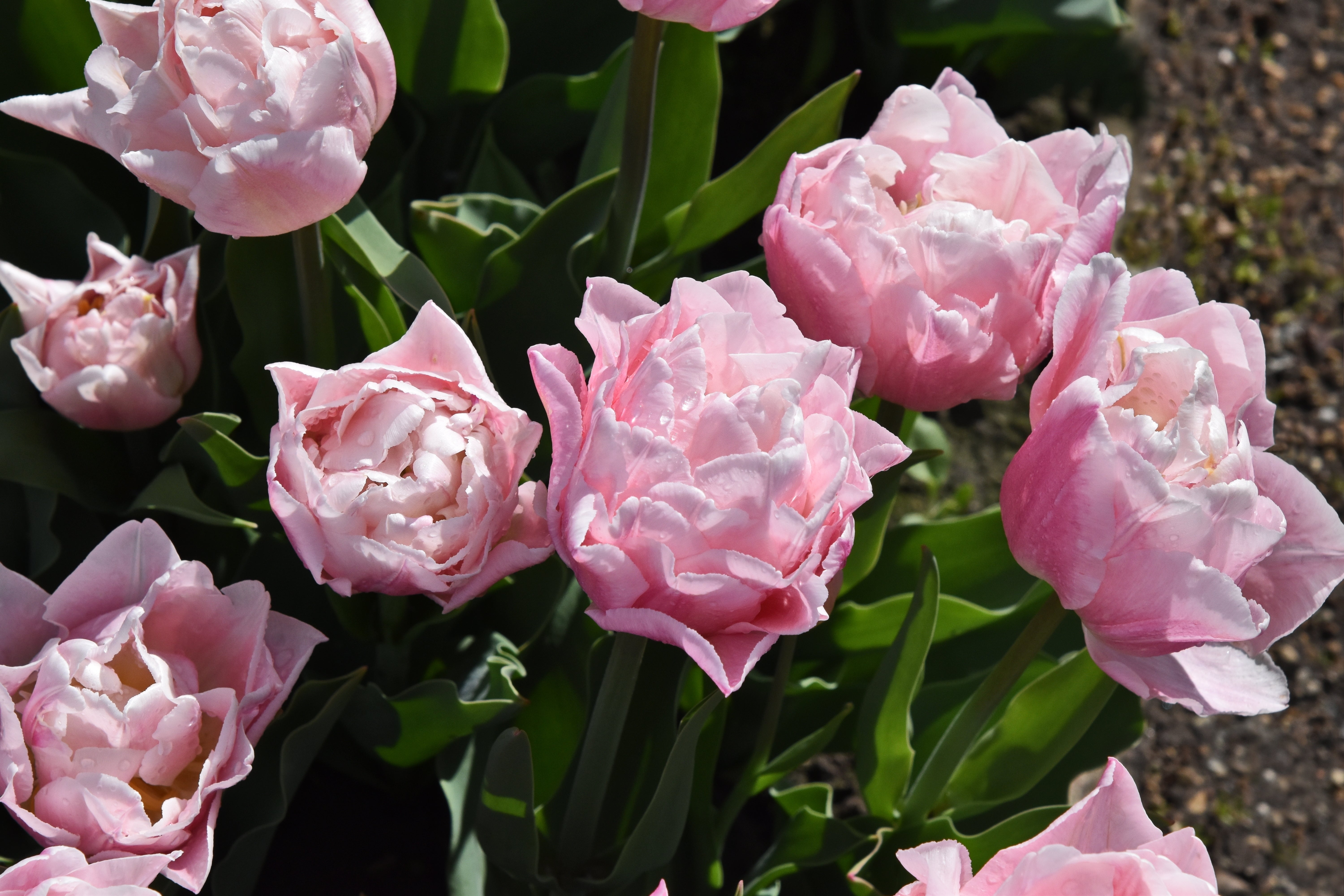 Tulipa 'Dreamer'- Southern Bulbs – The Southern Bulb Co.