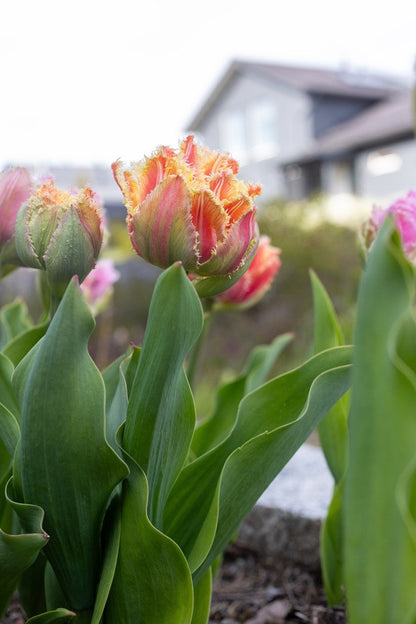 Tulipa 'Brisbane' - 5 bulbs