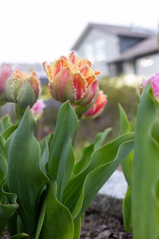 Tulipa 'Brisbane' - 5 bulbs