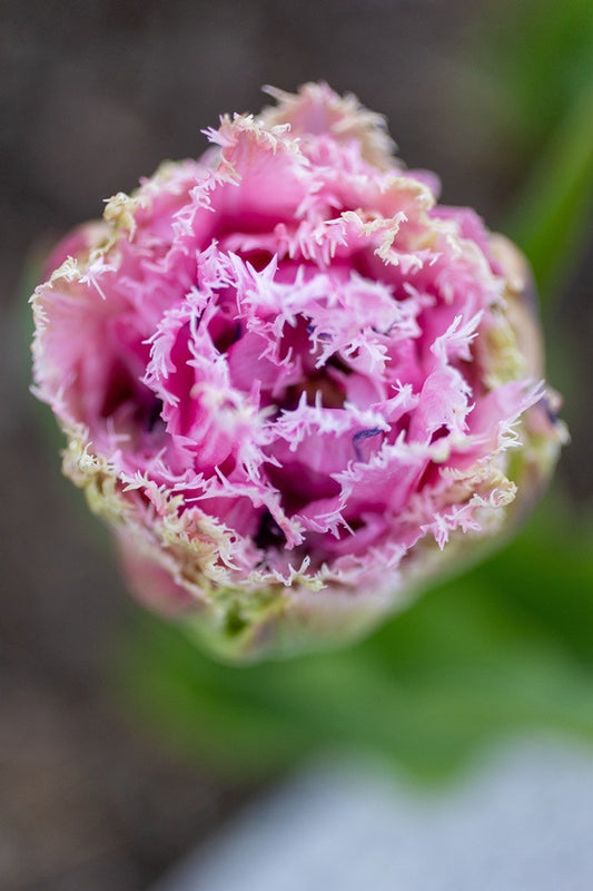 Tulipa 'Cairns' - 5 bulbs