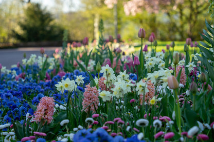 Hyacinthus Hyacinth Pink 'Fondant' - 5 bulbs