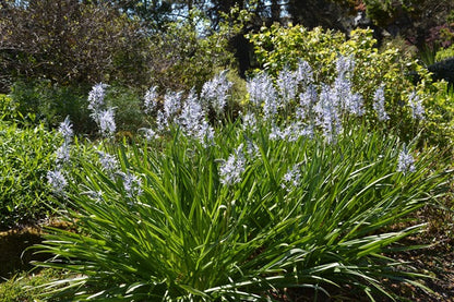 Camassia quamash - 10 bulbs