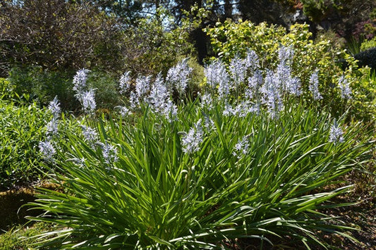 Camassia quamash - 10 bulbs