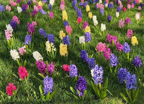 Hyacinthus Hyacinth Pink 'Fondant' - 5 bulbs