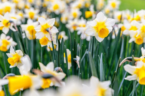 Daffodil 'Golden Echo' - 5 bulbs