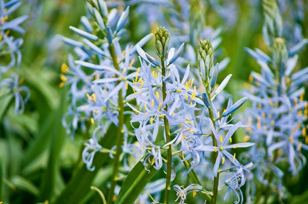 Camassia quamash – The Southern Bulb Co